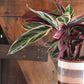 Stromanthe