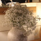 Stromanthe (copia)